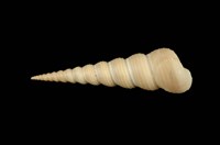 藏品(錐螺)的圖片